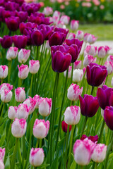 Purple Sky Tulips and Fringed Eyelash in the spring garden