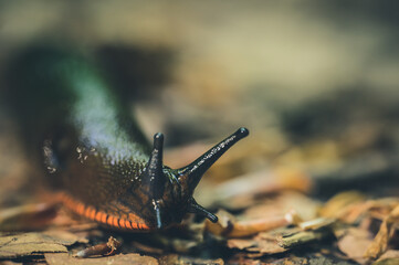 Nachtschnecke kriecht auf Boden