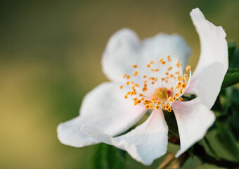 Blüte im Morgenlicht