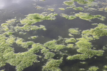Growth of algae due to eutrophication