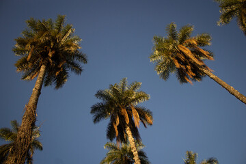Macaúba ( Palm)