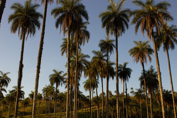 Fototapeta na wymiar Macaúba ( Palm)