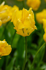 Obraz premium Tulip Yellow Sun in spring garden