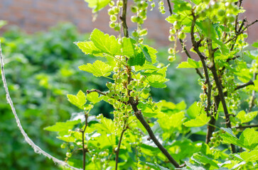 Green currant bush under sunlight