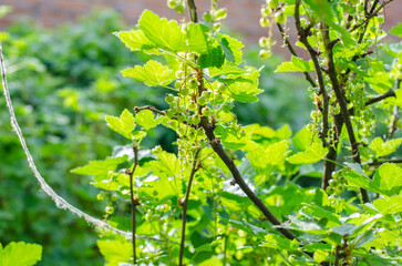 Green currant bush under sunlight