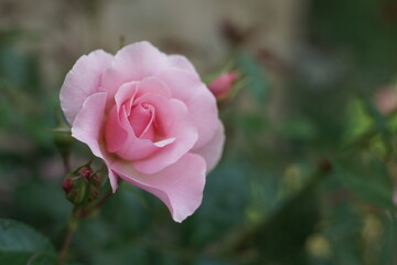 Rosen in einem Garten mit rosafarbiger Blume bei leicht geöffneter Blüte