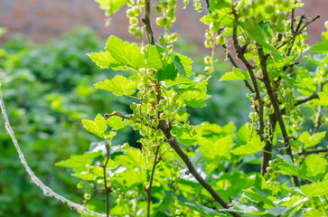 Green currant bush under sunlight