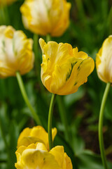 Tulip Yellow Sun in spring garden