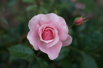 Rosen in einem Garten mit rosafarbiger Blume bei leicht geöffneter Blüte