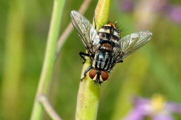 Fly on a blade of grass in Cotacachi, Ecuador