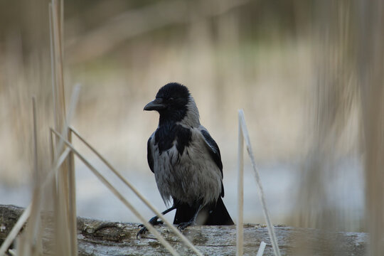 The Gray crow, Corvus cornix, hoodet crow, crow sits on dry branch in spring tie