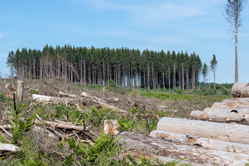 spruce forest destroyed by bark beetle and storm