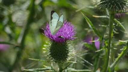 Cabbage butterfly and a beetle on a Scotch thistle flower in Cotacachi, Ecuador