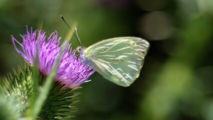 Cabbage butterfly on a Scotch thistle flower in Cotacachi, Ecuador