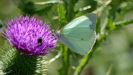 Cabbage butterfly and a beetle on a Scotch thistle flower in Cotacachi, Ecuador