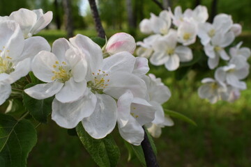 tree blossom