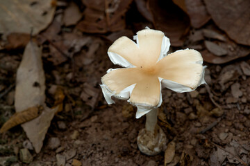 wild mushrooms on the ground in the forest