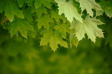 Maple leaves background