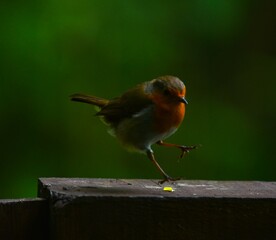 robin on a fence
