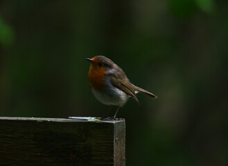 robin on a fence