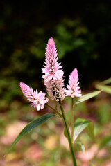 pink flower in the garden