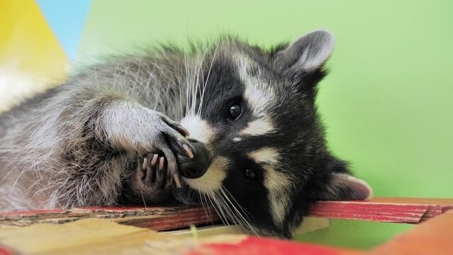 Close-up slow motion portrait of an american raccoon in contact zoo. Young curious racoon laying on shelf and licking his paws. Funny adorable animal.