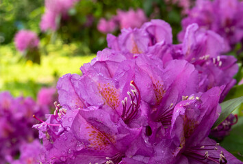 Close-up of azalea flowers against a background of lush greenery