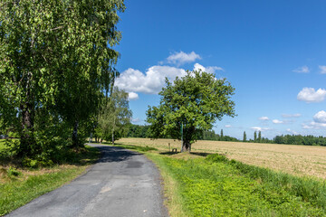 Road among the fields and trees on a sunny beautiful day