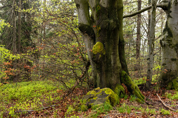Old trees with mossy trunks in the forest on R&oacute;wnica