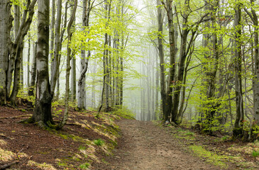 Spring forest in the mist