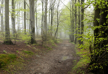 Spring forest in the mist