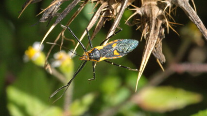 Orange and black assassin bug nymph on a seed pod in Cotacachi, Ecuador