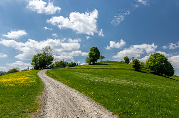 Fototapeta na wymiar The road among meadows and lush greenery on the top of Cieńków