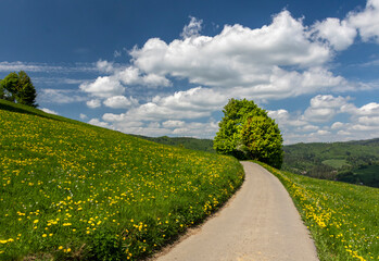 Fototapeta na wymiar The road among meadows and lush greenery on the top of Cieńków