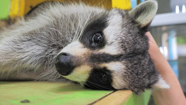 Close-up slow motion portrait of an american raccoon in contact zoo. Young curious racoon laying on shelf and human's hand is petting him. Funny adorable animal.