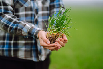 Young wheat sprout in the hands of a farmer. Checking wheat field progress. Agriculture, organic gardening, planting or ecology concept.