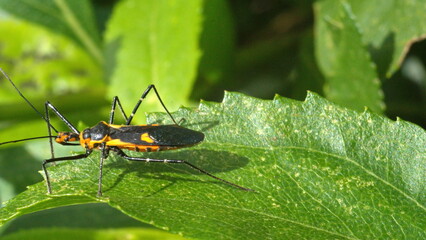 Orange and black assassin bug nymph on a leaf in Cotacachi, Ecuador