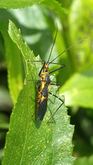 Orange and black assassin bug nymph on a leaf in Cotacachi, Ecuador