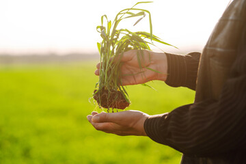 Young wheat sprout in the hands of a farmer. Checking wheat field progress. Agriculture, organic...