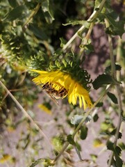 caterpillar on a leaf