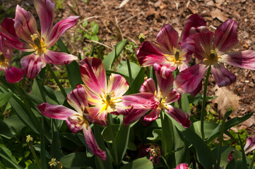 faded fancy tulips in sun and shade