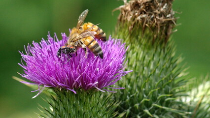 Honey bees and a beetle on a Scotch thistle flower in Cotacachi, Ecuador