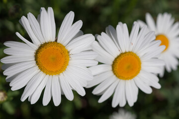 two and a half daisies in the sun