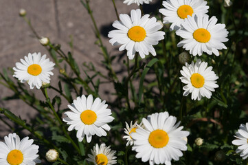 Obraz premium daisies in bloom by a stone wall