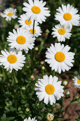 Obraz premium close up of daisies in the sun