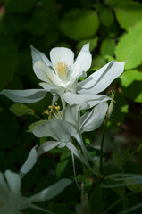 white columbine flower 