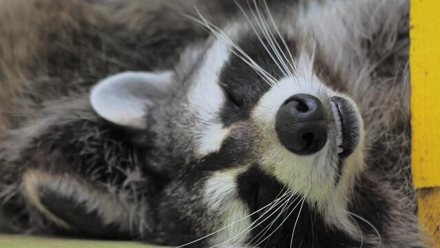 Funny Racoon Images – Browse 80,848 Stock Photos, Vectors, and Video ...