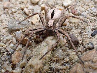 ヤドカリグモ Thanatus miniaceus