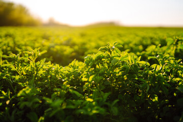 Green field of lucerne (Medicago sativa). Field of fresh grass growing. Agriculture, organic...