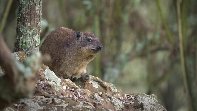 Rock Hyrax - Procavia capensis also dassie, Cape hyrax, rock rabbit or coney, terrestrial mammal native to Africa and the Middle East, order Hyracoidea genus Procavia. Eating and guarding on rocks.